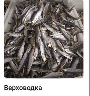 Верховодка в'ялена велика 868 фото