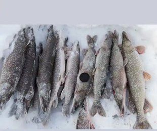 Щука свіжоморожена 868 фото